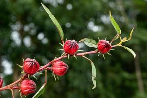 Roselle fruit in garden, fresh roselle with leaf. healthy food alternative herb, medicine and drink. photo