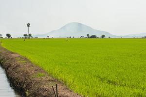 campo de arroz verde cerca del agua del canal y montaña con árbol foto