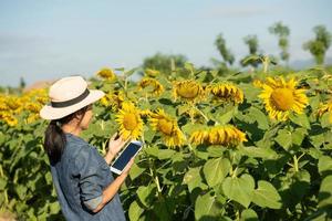 agrónomo con una tableta en sus manos trabaja en campo con girasoles. hacer ventas en línea. la niña trabaja en el campo haciendo el análisis del crecimiento de la cultura vegetal. tecnología moderna. concepto de agricultura. foto