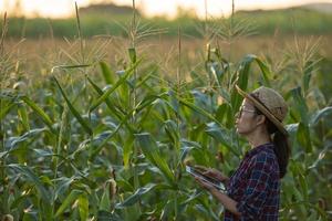 agricultora asiática con tableta digital en el campo de maíz, hermoso amanecer matutino sobre el campo de maíz. campo de maíz verde en el jardín agrícola y la luz brilla puesta de sol en el fondo de la montaña de la tarde foto
