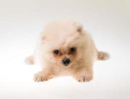 Pomeranian spitz puppy photo