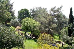 pine growing on an eminence, Turkey photo