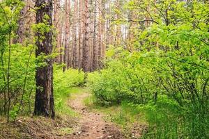 ruta de senderismo a través de un bosque de pinos en verano. foto