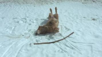 cachorro rolando e brincando na neve com seu bastão video