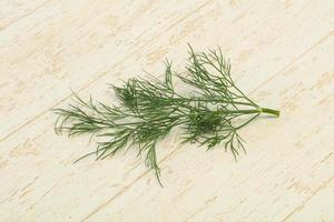 Fresh green dill herb branch photo