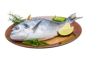 Fresh raw dorada photo