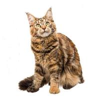 Beautiful young cat isolated on white background photo