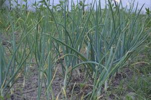 Growing vegetables in the garden in the village photo