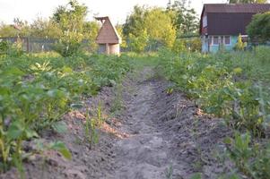 Growing vegetables in the garden in the village photo