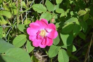 Bloomed flowers of plants in the garden in summer photo