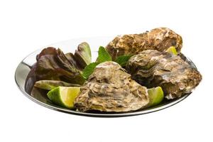 Fresh oyster on white photo