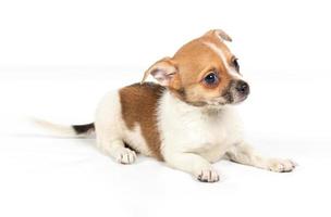 chihuahua puppy in front of a white background photo