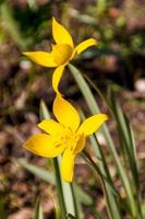 narciso y narciso flor de primavera foto