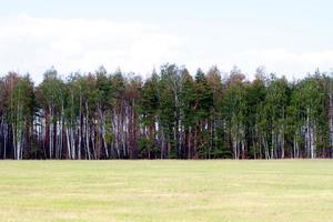 grass valley in forest during summer photo