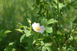 Bloomed flowers of plants in the garden in summer photo