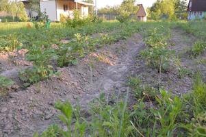 Growing vegetables in the garden in the village photo