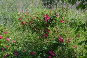 Bloomed flowers of plants in the garden in summer photo