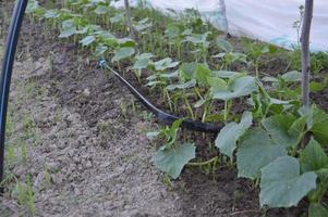 cultivo de verduras en el jardín del pueblo foto