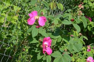 Bloomed flowers of plants in the garden in summer photo