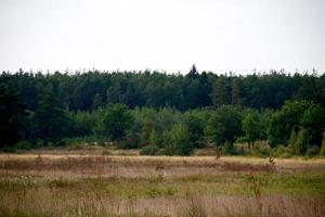 grass valley in forest during summer photo