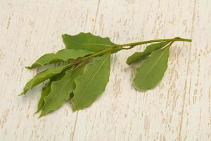 Green laurel leaves on the branch photo