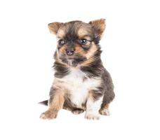 Funny puppy Chihuahua poses on a white background photo