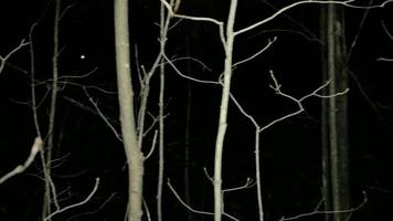 Panning olhando ao redor da floresta escura e assustadora à noite video