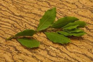 Green laurel leaves on the branch photo