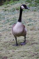 Flock of white and brown geese in green photo