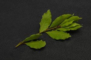 Green laurel leaves on the branch photo