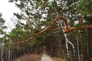 a path made of chipped boards among taiga and pine trees photo