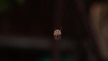 Closeup spider with blur background video