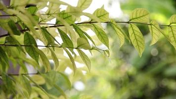 groen blad slow motion, close-up groen blad met onscherpe achtergrond video