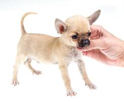 expressive portrait Chihuahua puppy photo