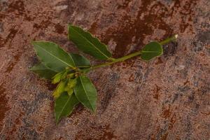 Green young aroma Laurel branch photo