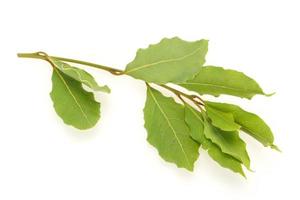 hojas de laurel verde en la rama foto