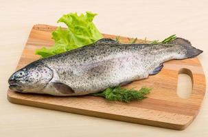 Raw fresh trout photo