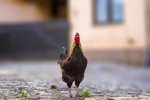 a domestic fowl rooster on a chicken yard photo
