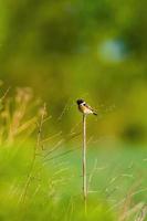 a stonechat sits on a branch and looks for food photo