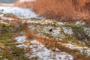 a Fieldfare searches for food in a snowy field photo