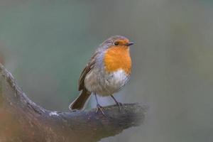 a robin sits on a branch photo