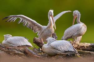 four pelicans sit on a trunk in a pond photo