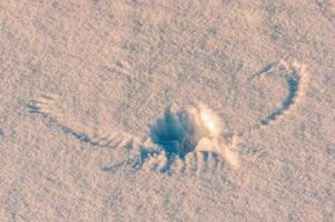 a imprint of a buzzard in the winter snow photo