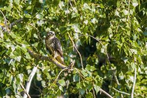 a Buzzard sits on a branch of a tree photo