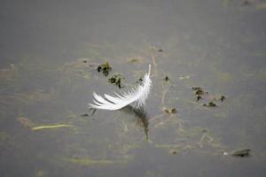 una pluma de una gran garceta flota en el agua de un estanque foto