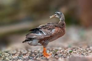 a duck stands on the beach of a lake photo