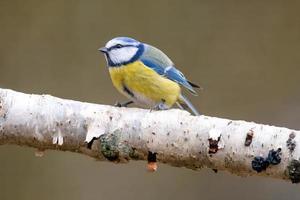 a blue tit sits on a branch photo