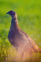 a young pheasant rooster in a meadow photo