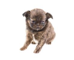 Funny puppy Chihuahua poses on a white background photo