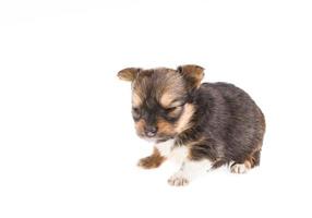 Funny puppy Chihuahua poses on a white background photo